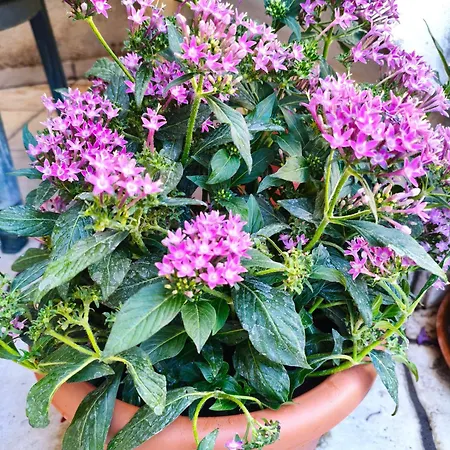 Apartamento Restful House In