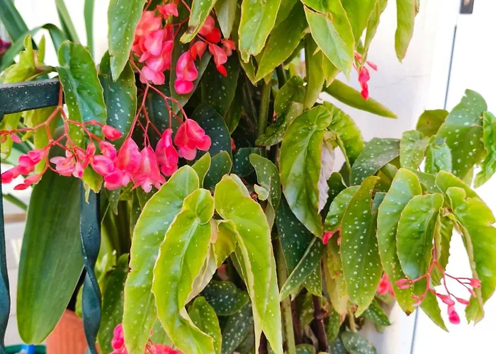 Restful House In Apartamento *